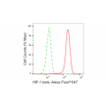 LifeSab™ KD-Validated HIF1β Rabbit mAb (20 μl)