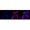 LifeSab™ KD-Validated HIF1β Rabbit mAb (20 μl)