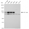 LifeSab™ KD-Validated HIF1β Rabbit mAb (20 μl)