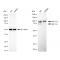 LifeSab™ KD-Validated HIF1β Rabbit mAb (20 μl)