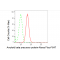 LifeSab™ KD-Validated ABPP Rabbit mAb (20 μl)