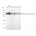 LifeSab™ KD-Validated ABPP Rabbit mAb (20 μl)