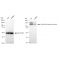 LifeSab™ KD-Validated ABPP Rabbit mAb (20 μl)