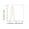 LifeSab™ KD-Validated ARRB1 Rabbit mAb (20 μl)