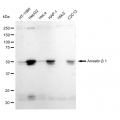 LifeSab™ KD-Validated ARRB1 Rabbit mAb (20 μl)