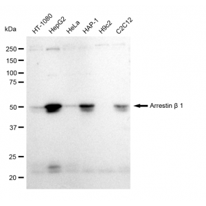 LifeSab™ KD-Validated ARRB1 Rabbit mAb (20 μl)