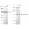 LifeSab™ KD-Validated ARRB1 Rabbit mAb (20 μl)