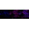 LifeSab™ KD-Validated GRSF1 Rabbit mAb (20 μl)