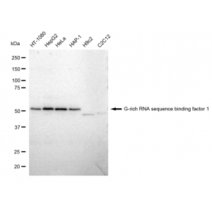 LifeSab™ KD-Validated GRSF1 Rabbit mAb (20 μl)