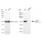 LifeSab™ KD-Validated GRSF1 Rabbit mAb (20 μl)