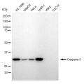 LifeSab™ KD-Validated CASP3 Rabbit mAb (20 μl)