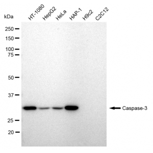 LifeSab™ KD-Validated CASP3 Rabbit mAb (20 μl)