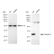 LifeSab™ KD-Validated CASP3 Rabbit mAb (20 μl)