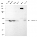 LifeSab™ KD-Validated CASP9 Rabbit mAb (20 μl)