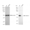 LifeSab™ KD-Validated CASP9 Rabbit mAb (20 μl)