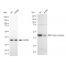 LifeSab™ KD-Validated Citrate Synthetase Rabbit mAb (20 μl)