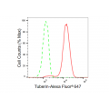 LifeSab™ KD-Validated Tuberin Rabbit mAb (20 μl)