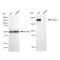 LifeSab™ KD-Validated Tuberin Rabbit mAb (20 μl)