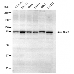 LifeSab™ KD-Validated Stat3 Rabbit mAb (20 μl)