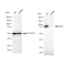 LifeSab™ KD-Validated Stat3 Rabbit mAb (20 μl)