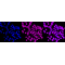 LifeSab™ KD-Validated CD147 Rabbit mAb (20 μl)