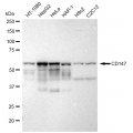 LifeSab™ KD-Validated CD147 Rabbit mAb (20 μl)