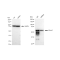 LifeSab™ KD-Validated CD147 Rabbit mAb (20 μl)