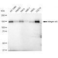 LifeSab™ KD-Validated CD49e Rabbit mAb (20 μl)