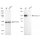 LifeSab™ KD-Validated CD49e Rabbit mAb (20 μl)