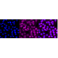 LifeSab™ KD-Validated CSK Rabbit mAb (20 μl)