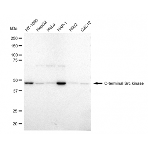 LifeSab™ KD-Validated CSK Rabbit mAb (20 μl)