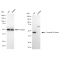 LifeSab™ KD-Validated CSK Rabbit mAb (20 μl)