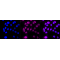 LifeSab™ KD-Validated CUL1 Rabbit mAb (20 μl)