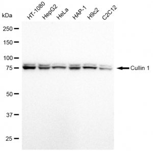 LifeSab™ KD-Validated CUL1 Rabbit mAb (20 μl)