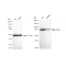 LifeSab™ KD-Validated CUL1 Rabbit mAb (20 μl)