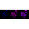 LifeSab™ KD-Validated GSK3A Rabbit mAb (20 μl)