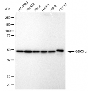 LifeSab™ KD-Validated GSK3A Rabbit mAb (20 μl)