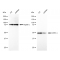 LifeSab™ KD-Validated GSK3A Rabbit mAb (20 μl)