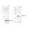 LifeSab™ KD-Validated NUMB Rabbit mAb (20 μl)