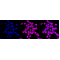 LifeSab™ KD-Validated GSS Rabbit mAb (20 μl)