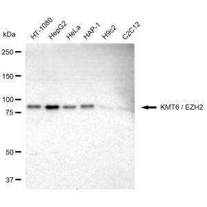 LifeSab™ KD-Validated KMT6 Rabbit mAb (20 μl)