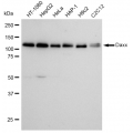 LifeSab™ Daxx Rabbit mAb (20 μl)