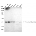 LifeSab™ Phospho-IKBA (S36) Rabbit mAb (20 μl)