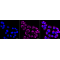 LifeSab™ PHB Rabbit mAb (20 μl)