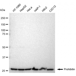 LifeSab™ PHB Rabbit mAb (20 μl)