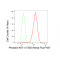 LifeSab™ Phospho-AKT1 (T450) Rabbit mAb (20 μl)