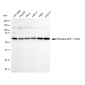 LifeSab™ Phospho-AKT1 (T450) Rabbit mAb (20 μl)