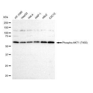 LifeSab™ Phospho-AKT1 (T450) Rabbit mAb (20 μl)