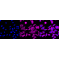 LifeSab™ ANXA7 Rabbit mAb (20 μl)