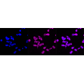 LifeSab™ HER4 Rabbit mAb (20 μl)